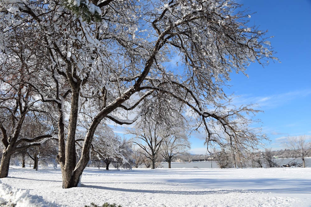 木々と青空が広がる雪原