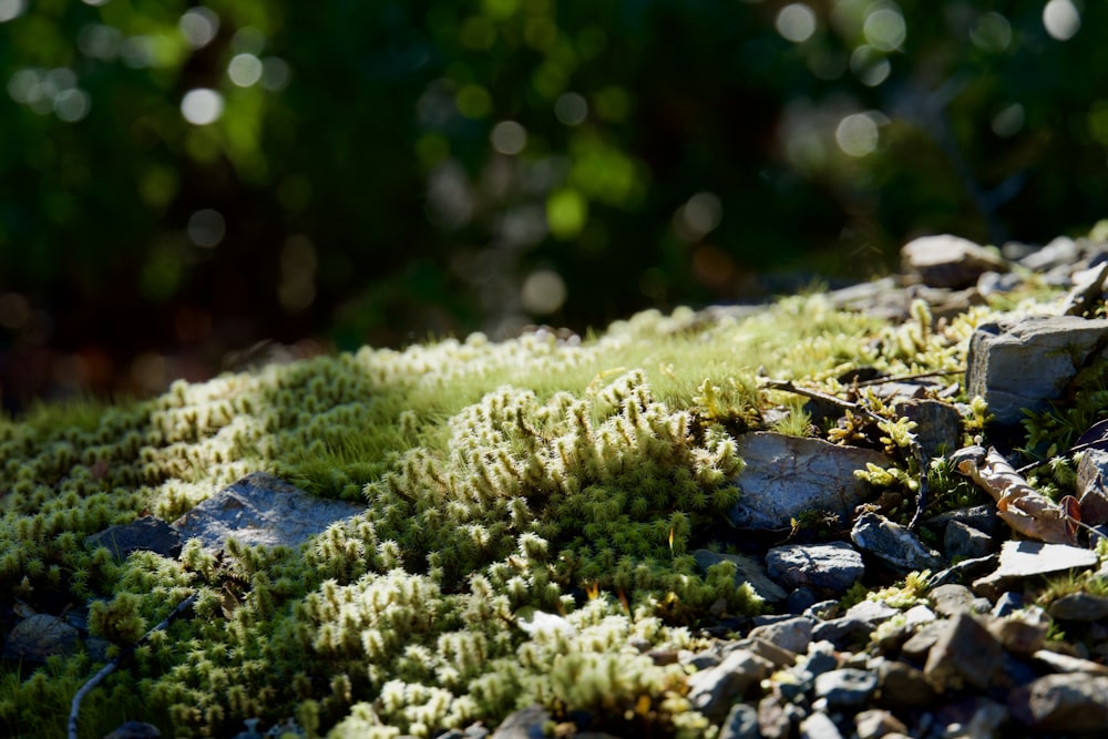 a close up of moss growing on a rock