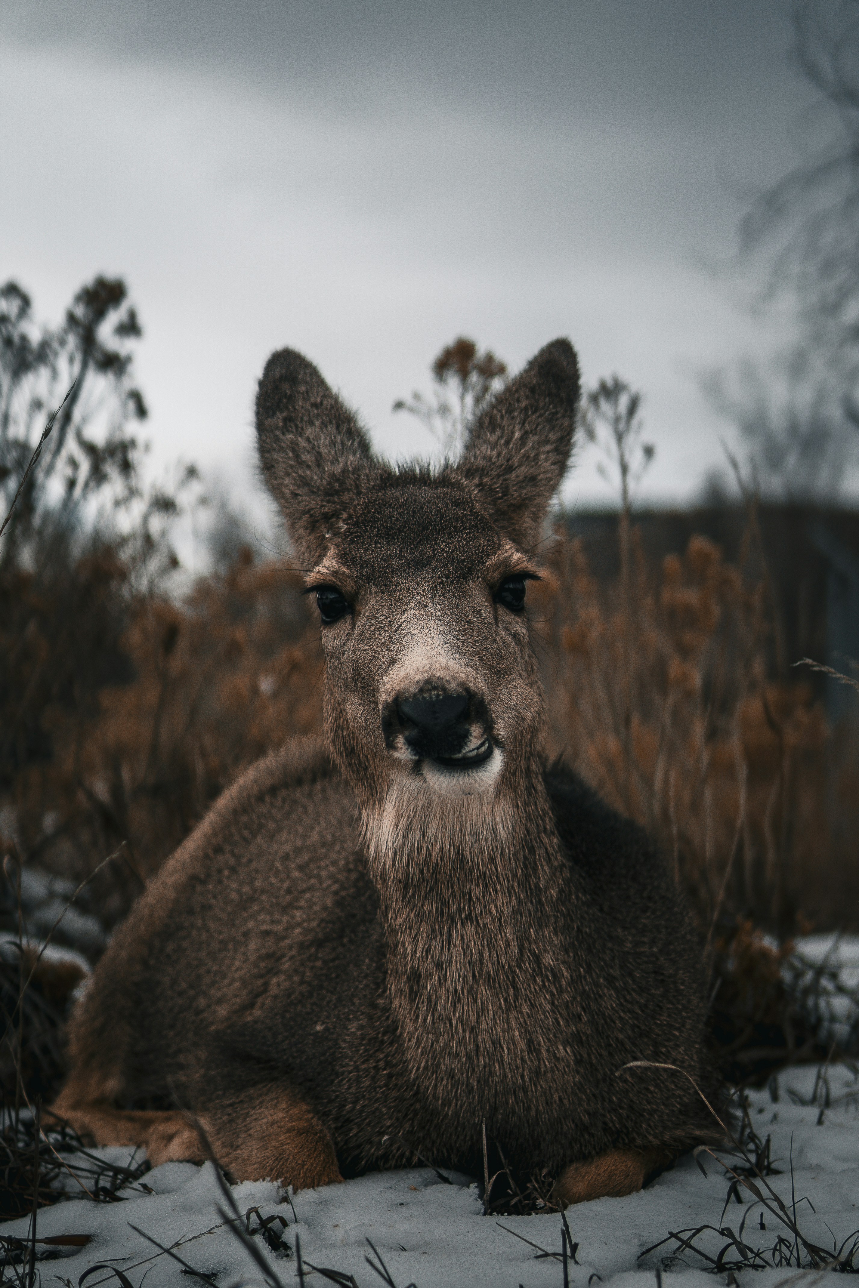 a deer that is laying down in the snow