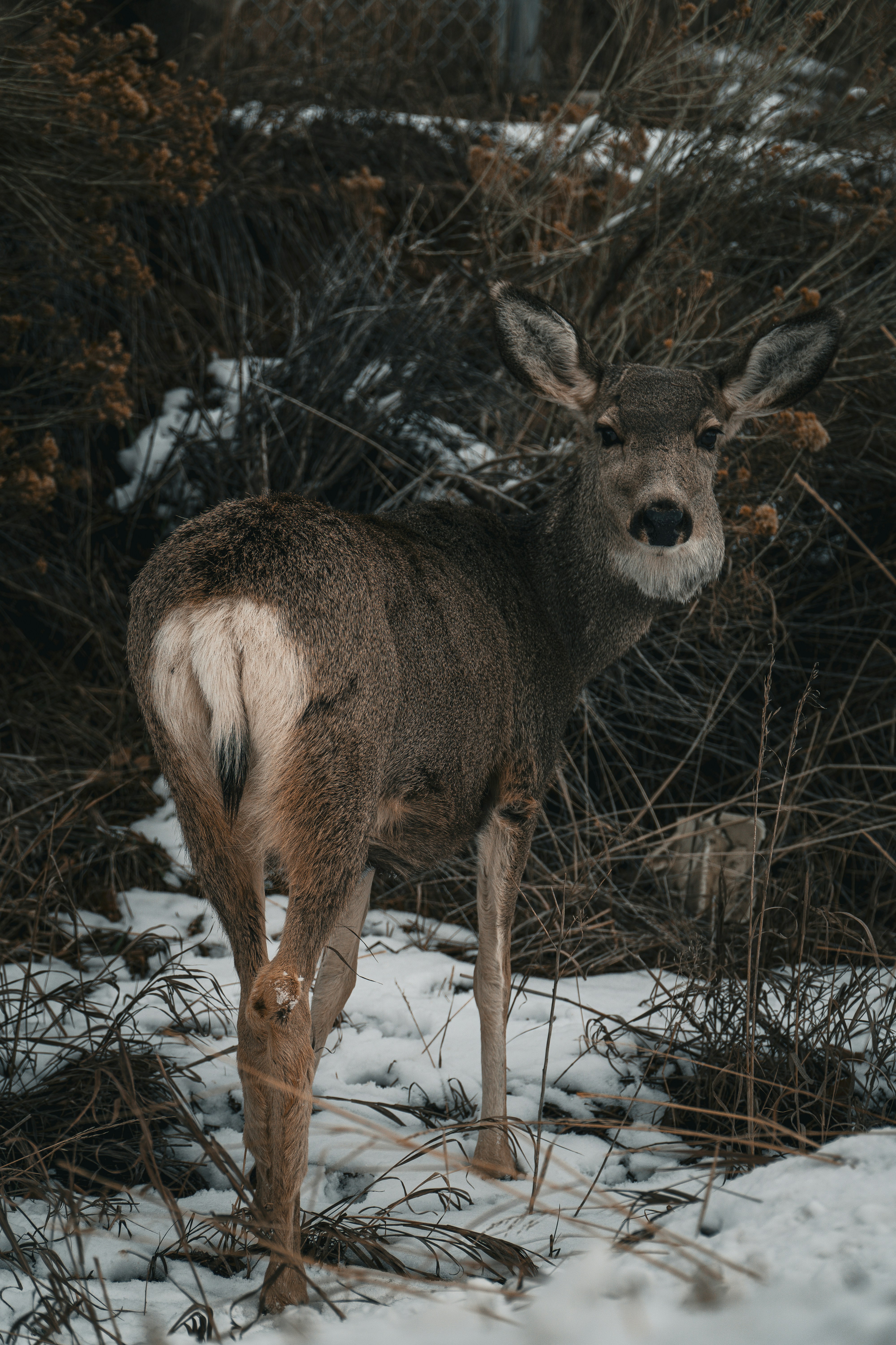 View through the thermal monocular, showing a deer at dusk.