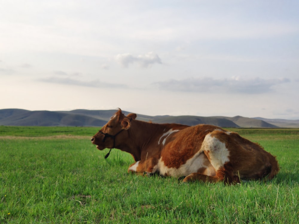 a brown and white cow laying on top of a lush green field