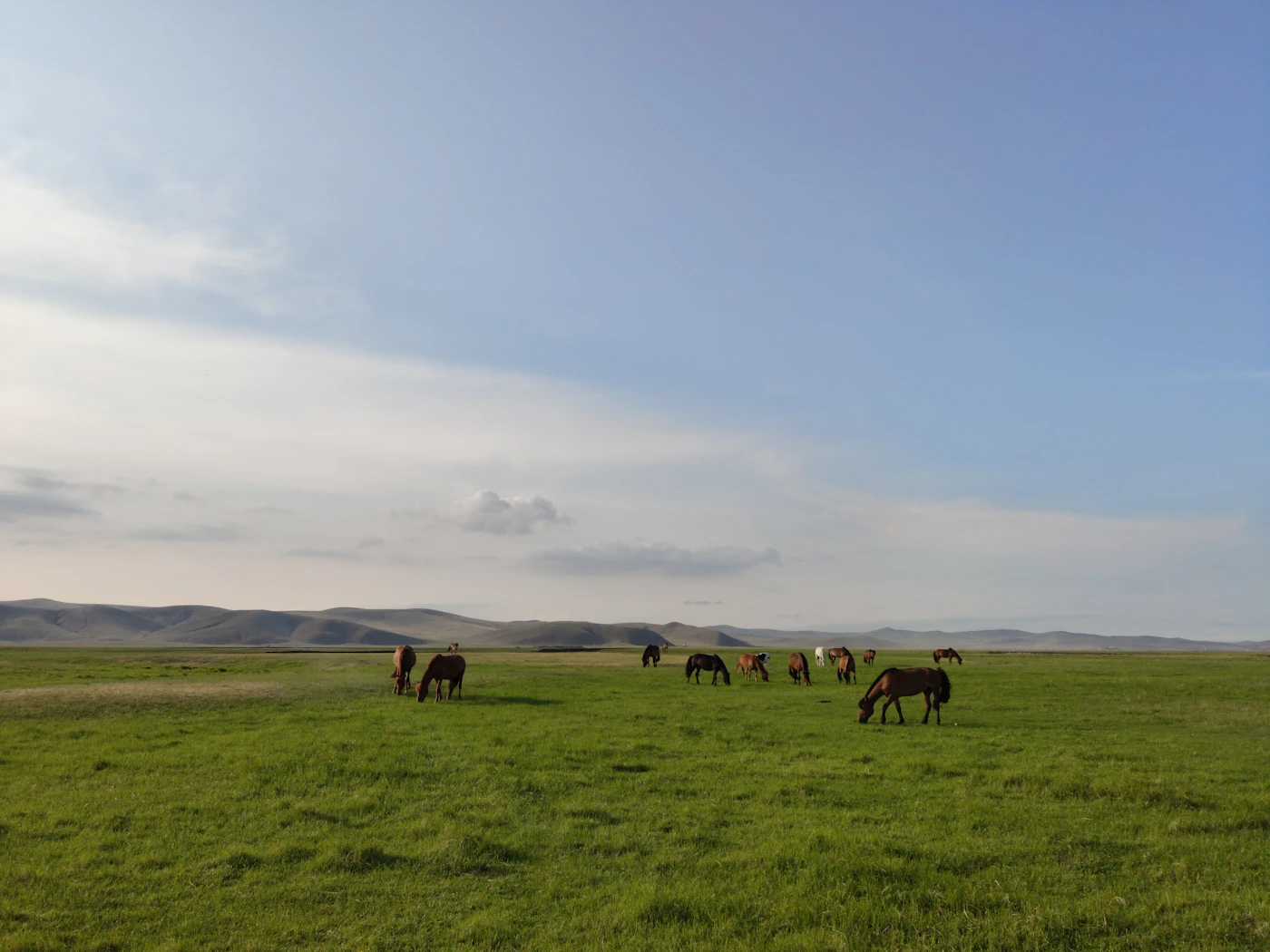Prairies et troupeaux dans les paysages de Mongolie centrale