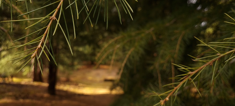 a close up of a pine tree branch