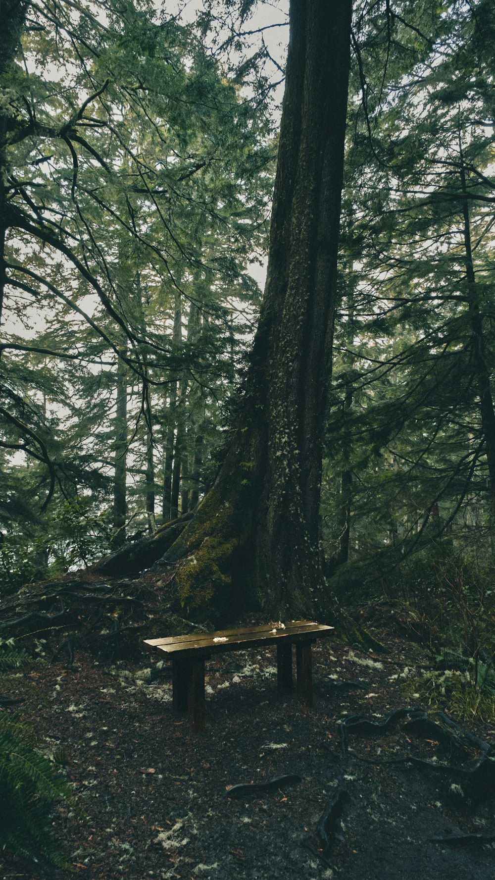 a wooden bench sitting in the middle of a forest