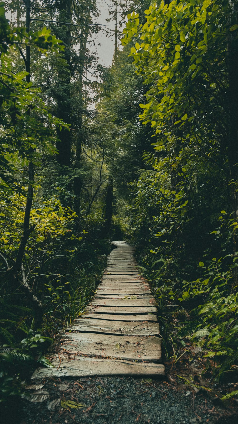 a stone path in the middle of a forest