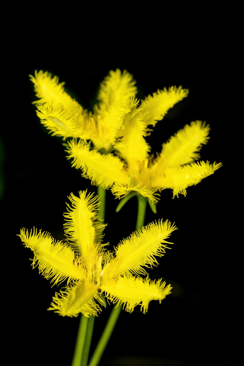 Un primer plano de una flor amarilla sobre un fondo negro