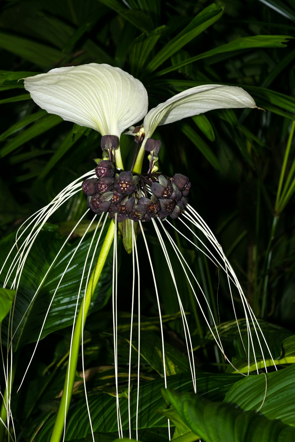 a white flower with long thin white petals