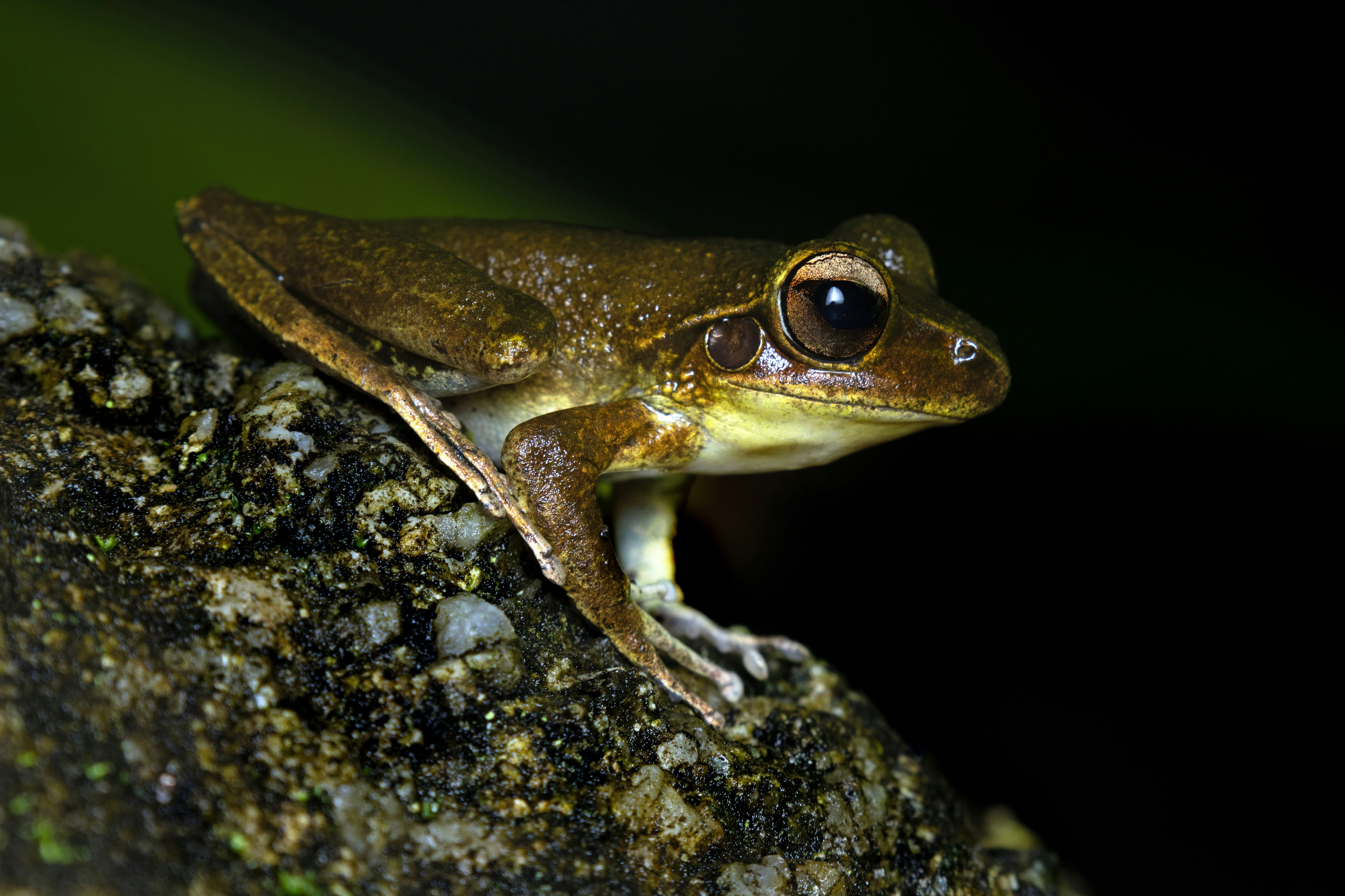 a frog sitting on top of a rock