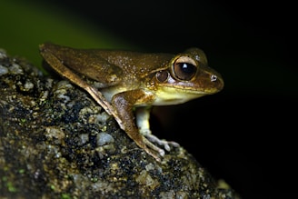 a frog sitting on top of a rock