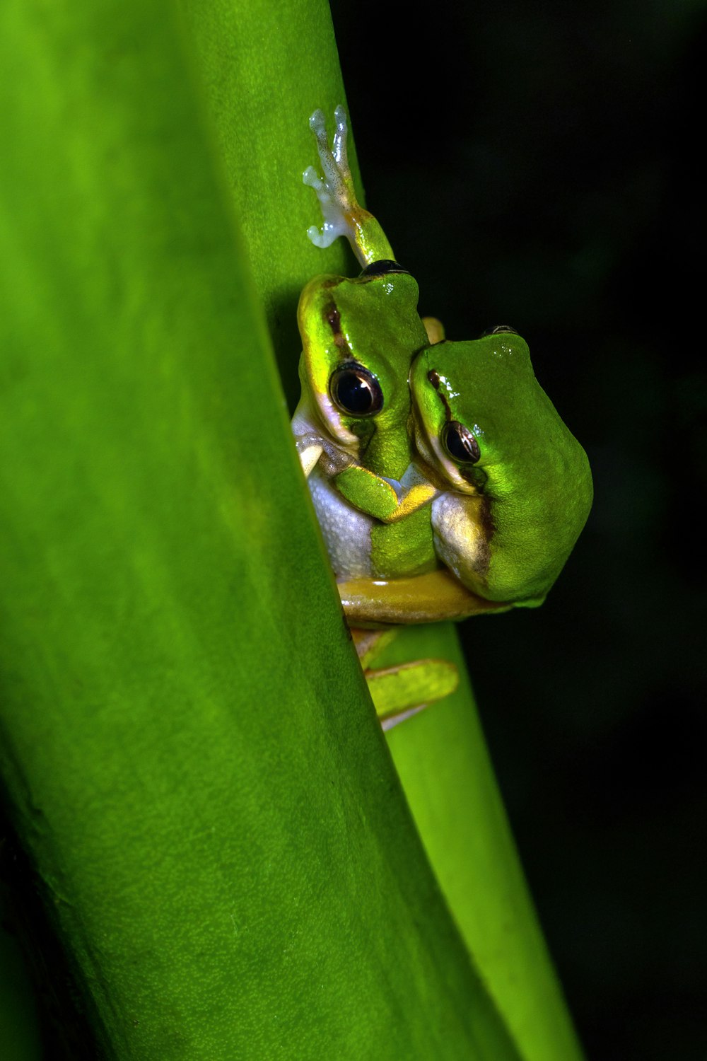 a frog sitting on top of a green leaf