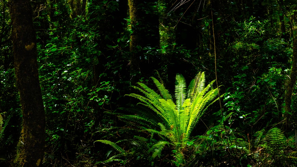 a lush green forest filled with lots of trees