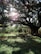 A large, sprawling tree with thick branches and dense leaves filters sunlight, casting intricate shadows on the grassy ground. Surrounding tombstones and stone markers are partially visible, adding a sense of antiquity and history to the scene.