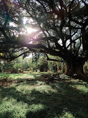 A large, sprawling tree with thick branches and dense leaves filters sunlight, casting intricate shadows on the grassy ground. Surrounding tombstones and stone markers are partially visible, adding a sense of antiquity and history to the scene.