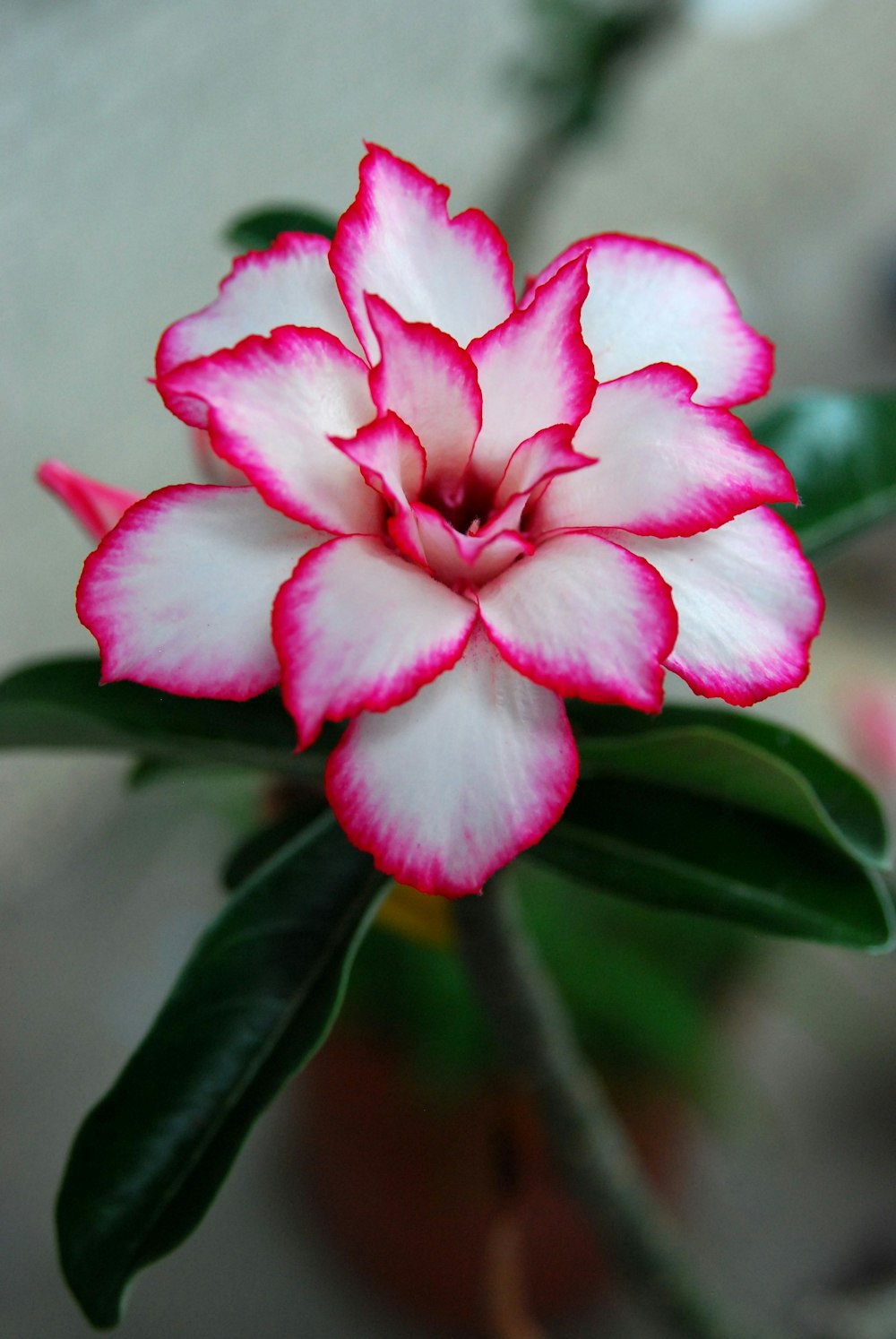 a pink and white flower with green leaves