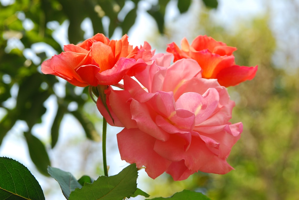 a close up of a pink flower with green leaves