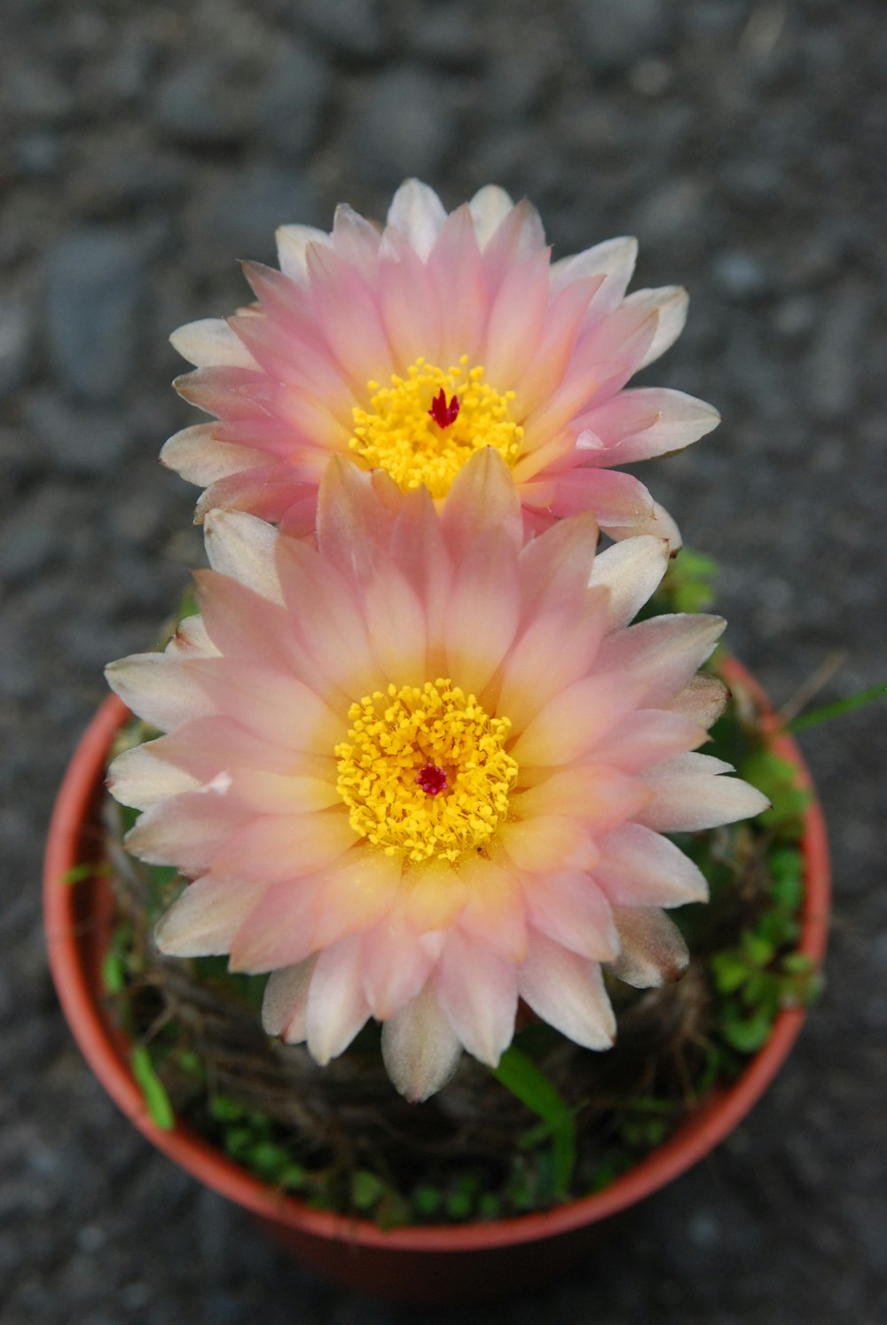 a couple of flowers that are in a pot