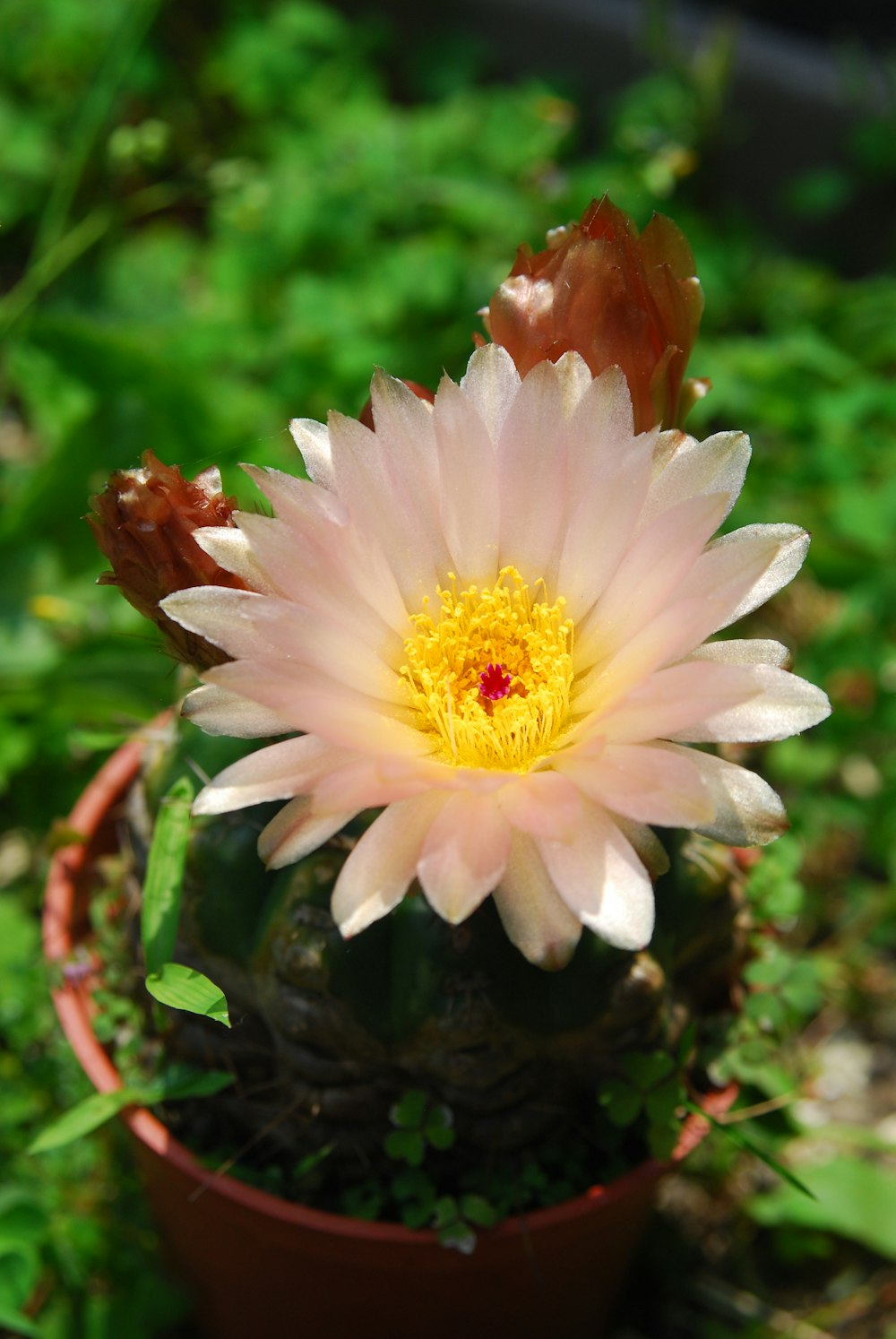 a pink and white flower in a pot on the ground