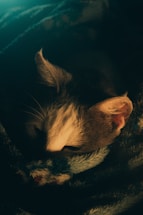 A cozy cat curled up inside a stylish modern cat house with soft lighting.