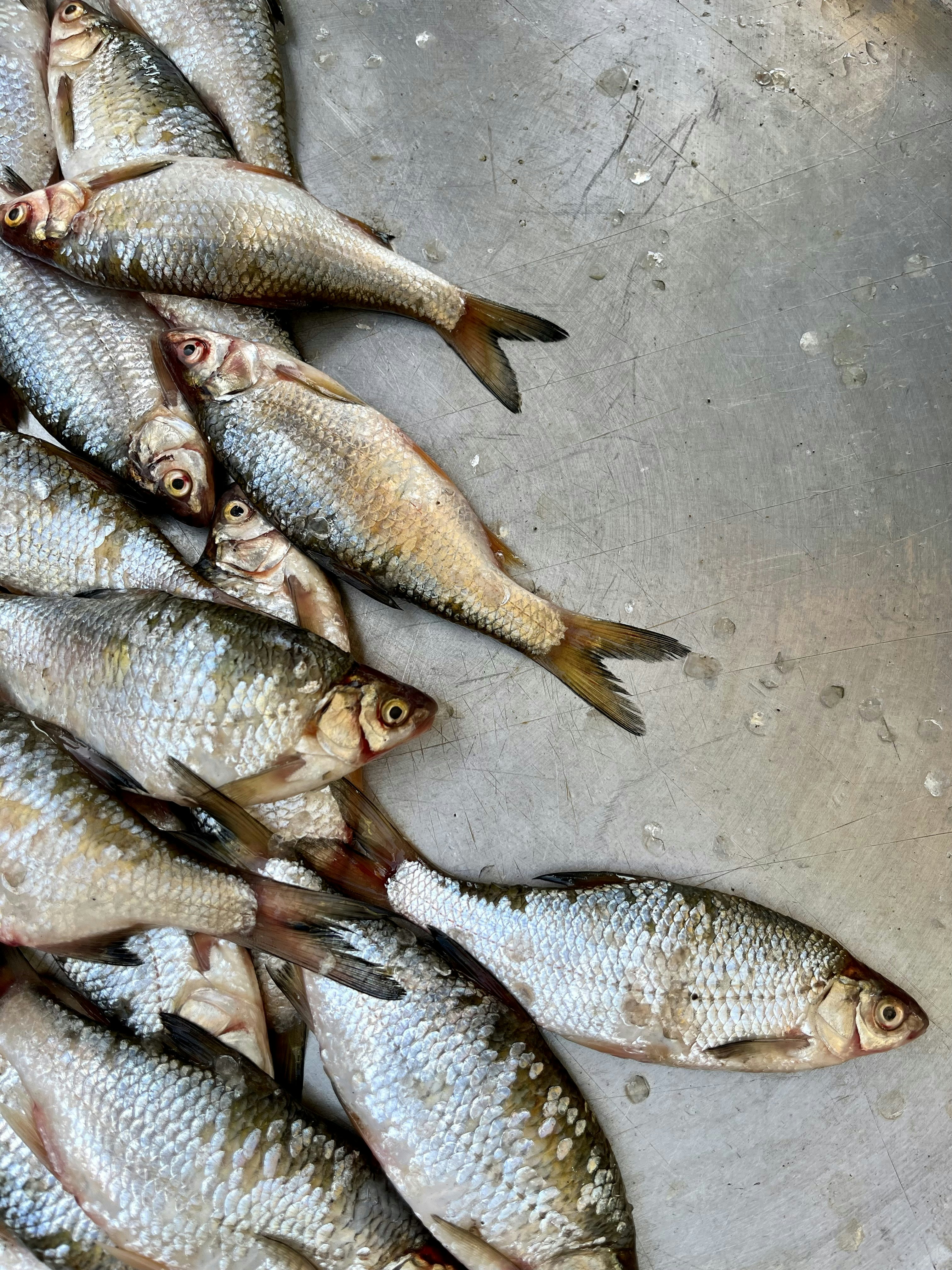 seikat ikan duduk di atas panci logam