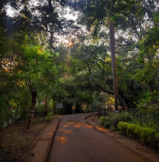 A person walking confidently on a winding path through a forest, symbolizing journey and exploration.