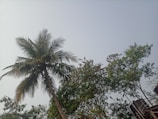 A tall palm tree with a thick trunk and green fronds stands among other leafy trees under a clear sky. The leaves of the surrounding trees are lush and abundant, and there is a structure partially visible on the right side.