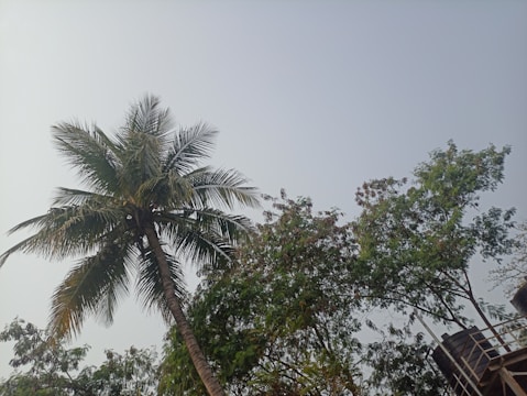 A tall palm tree with a thick trunk and green fronds stands among other leafy trees under a clear sky. The leaves of the surrounding trees are lush and abundant, and there is a structure partially visible on the right side.