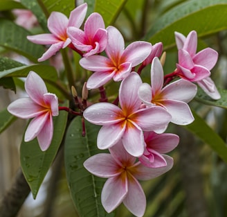 a bunch of pink flowers with green leaves