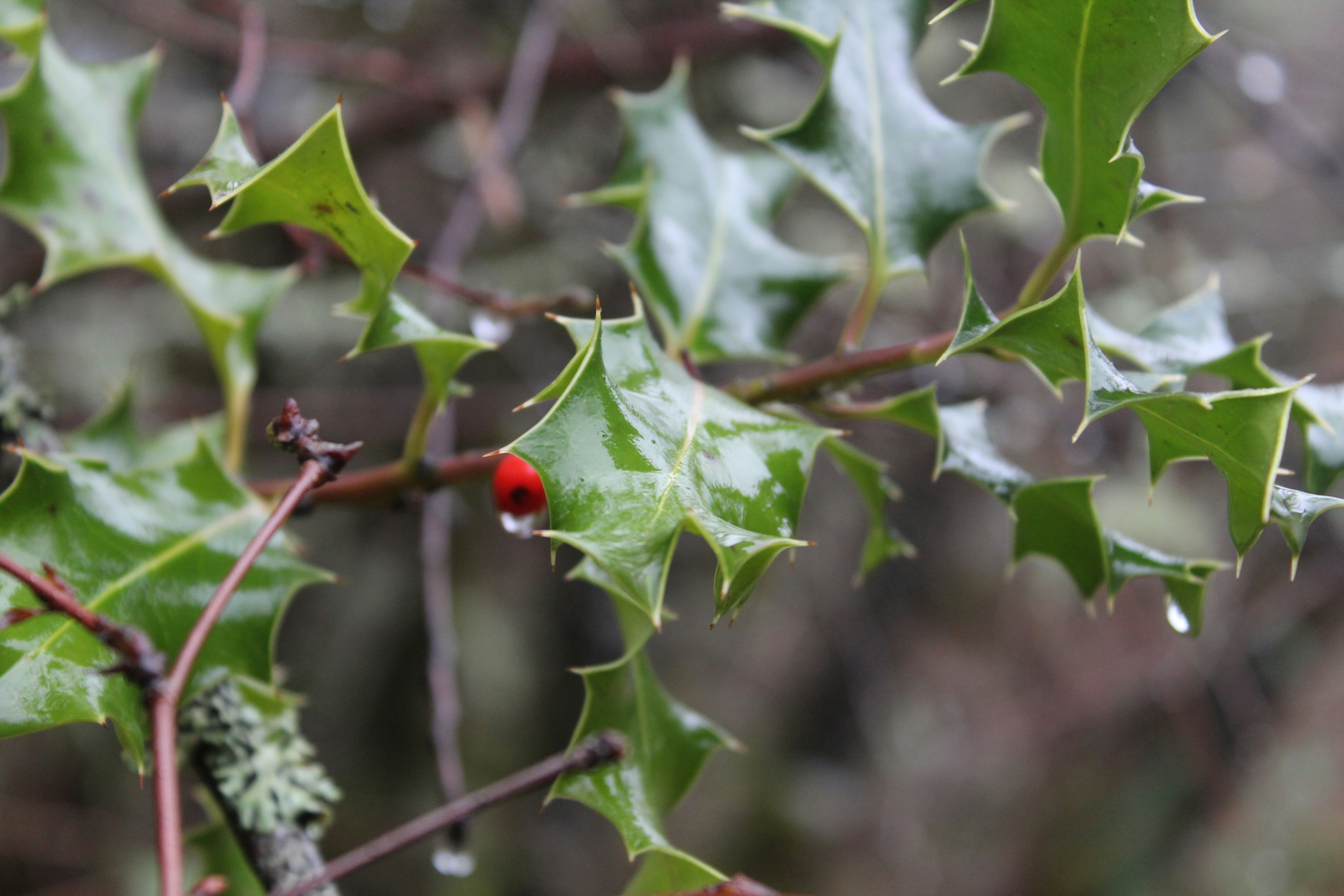 Photo by sage_brooks