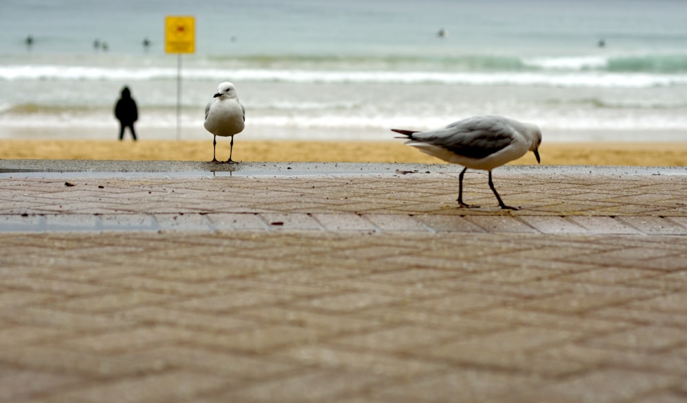 a couple of birds standing on top of a sidewalk