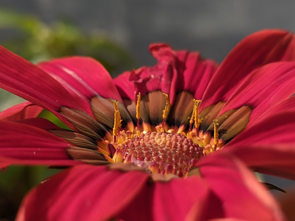 a close up of a red flower with a blurry background