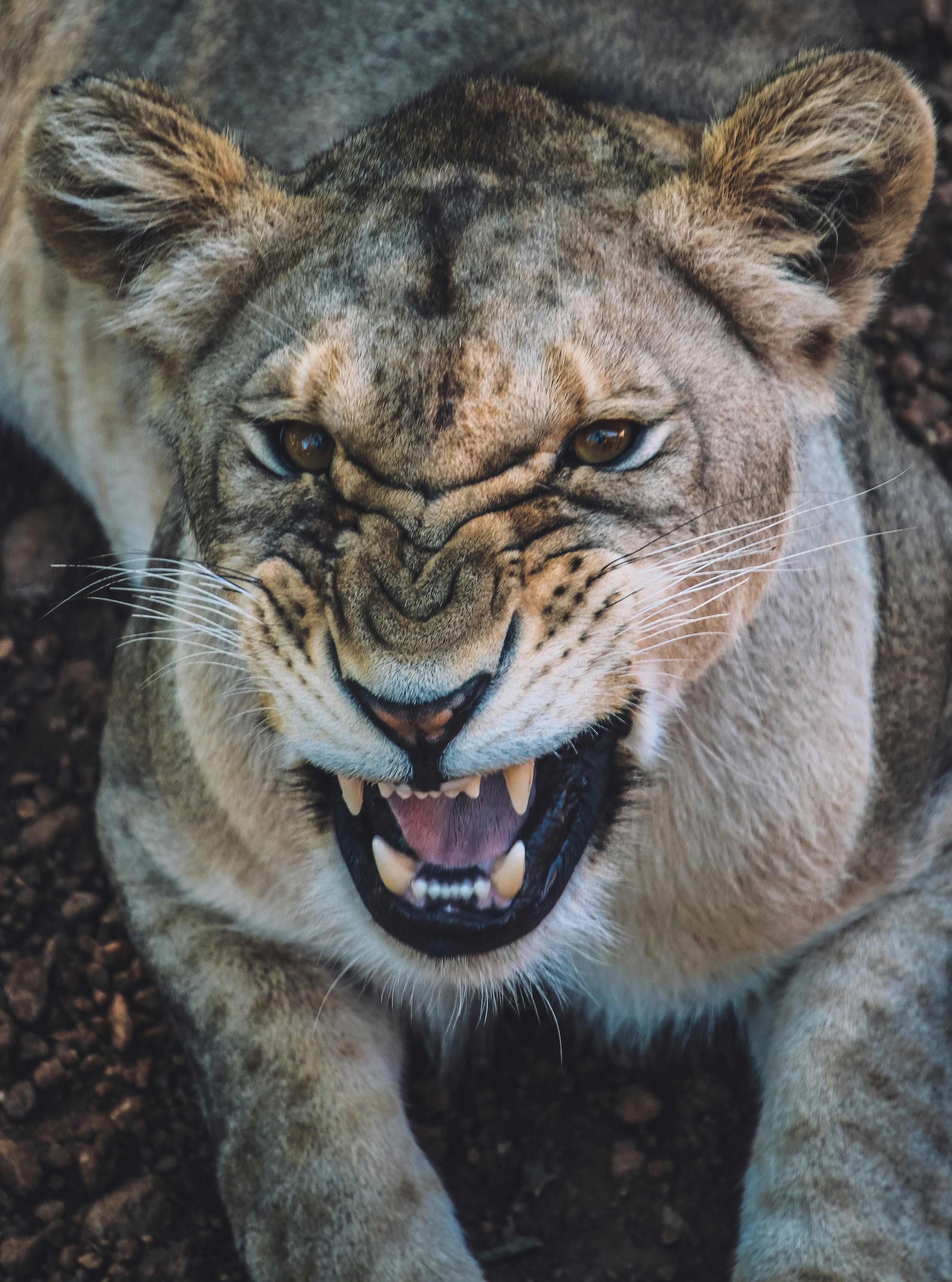 Liger: The Hybrid with Monster Chompers (image credits: unsplash)