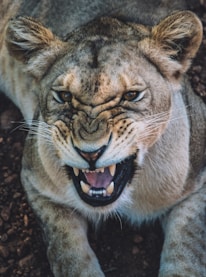 Close-up of a determined predator ready to take control.