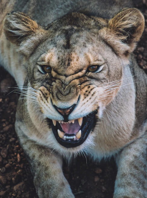 Close-up of a lion’s face showing determination and courage