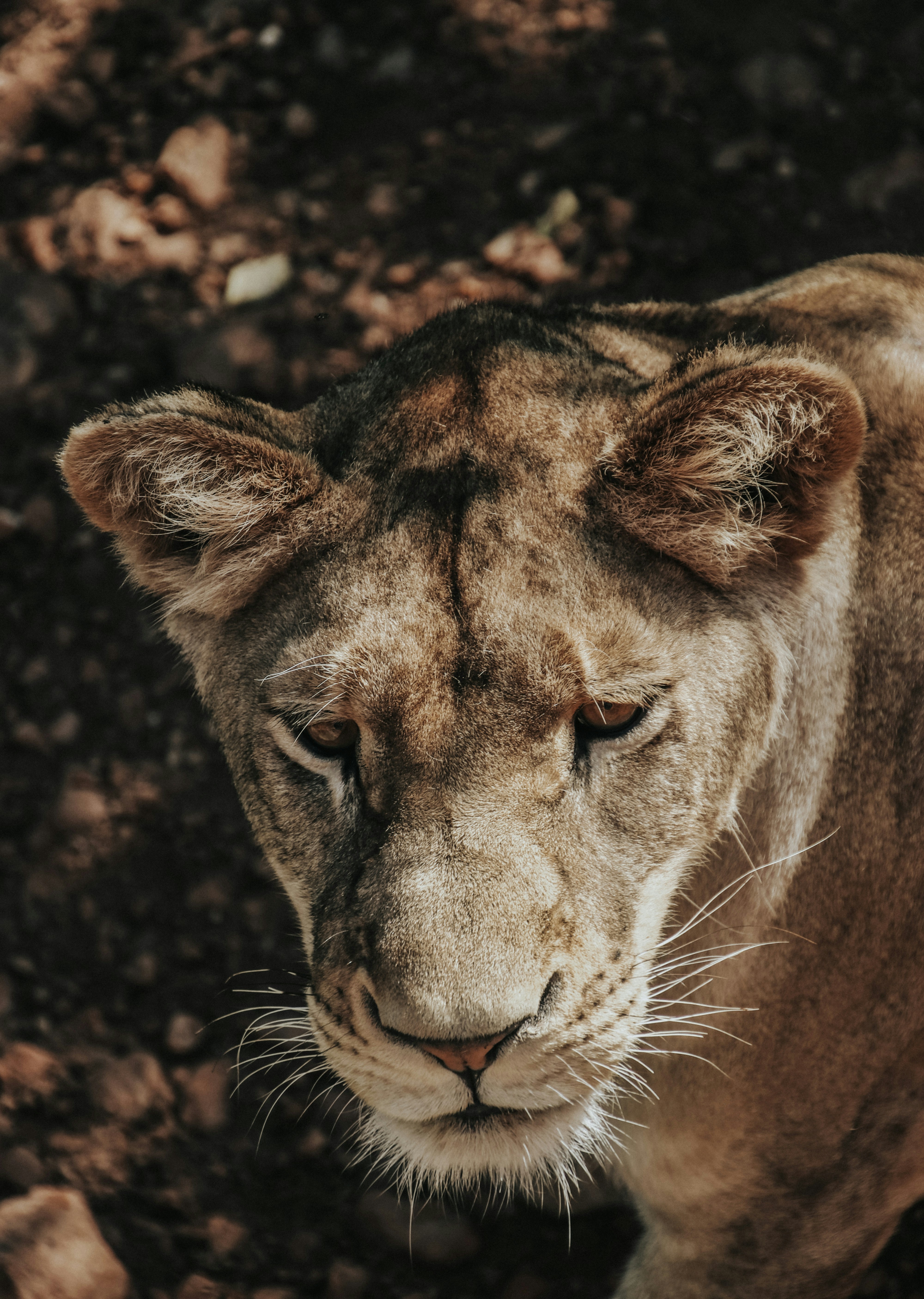 Photo by bernardlammerding