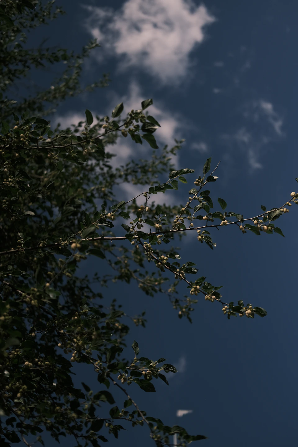 Tree branch extends diagonally across frame, adorned with green leaves and small white flowers