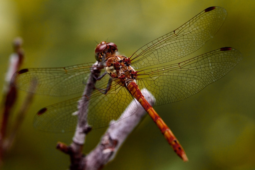a red dragonfly sitting on top of a tree branch