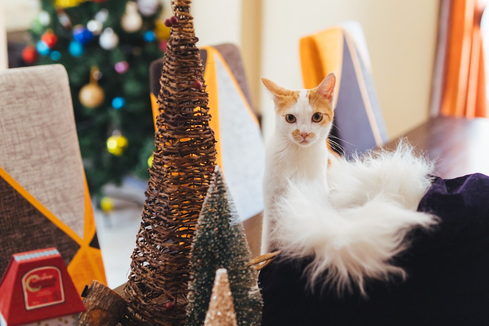 a cat sitting on top of a table next to a christmas tree