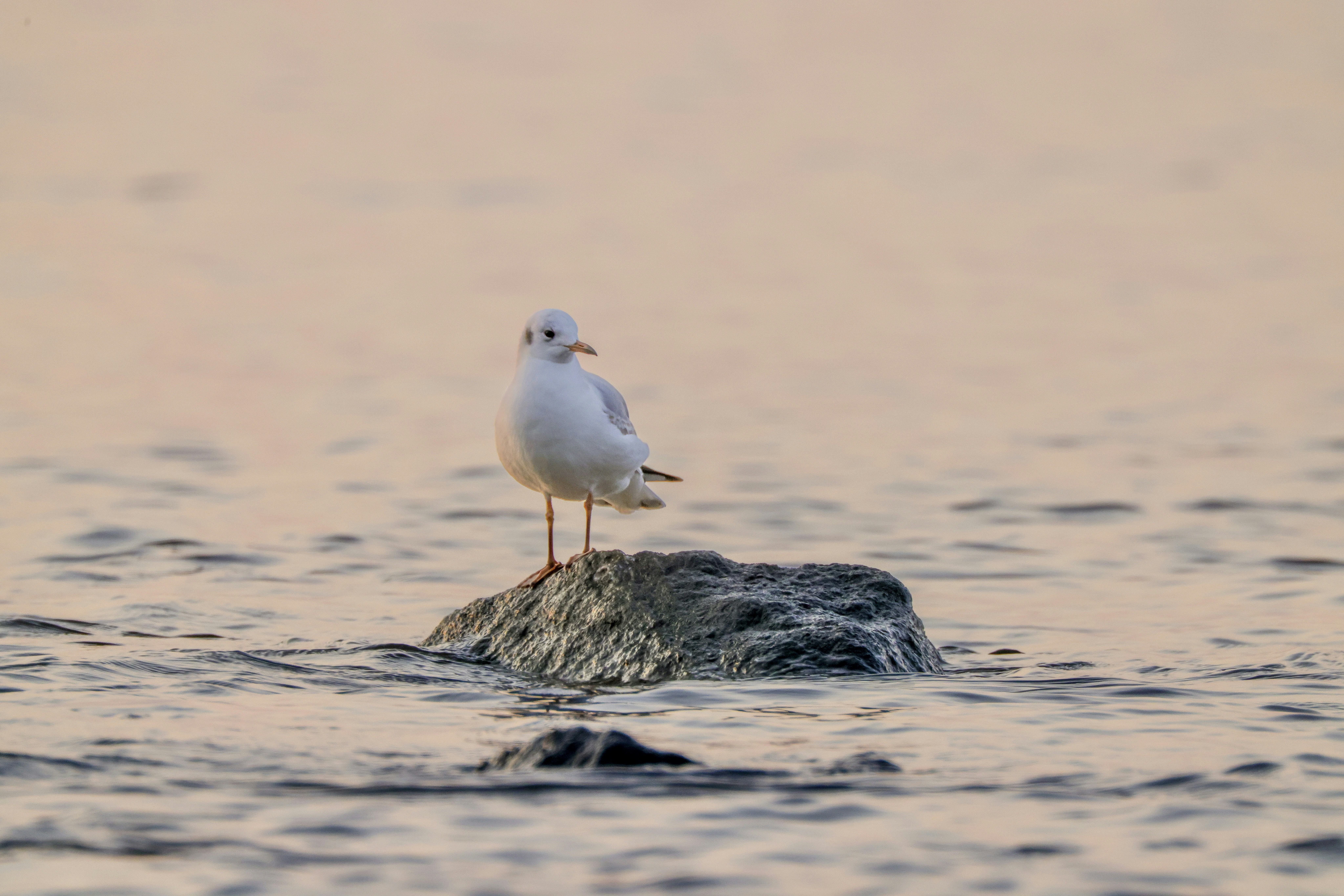 Photo by dickenslin76