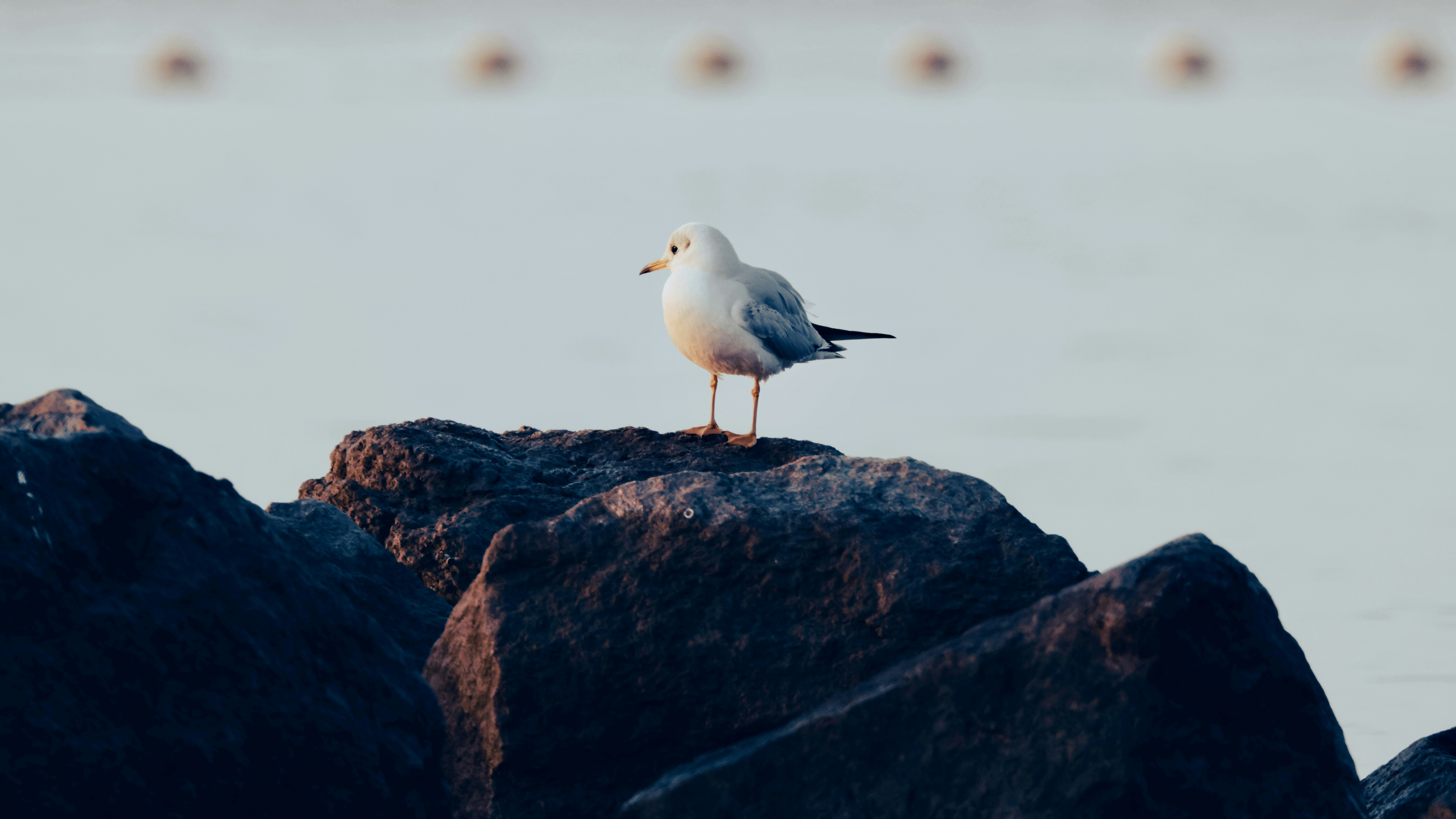 Photo by dickenslin76