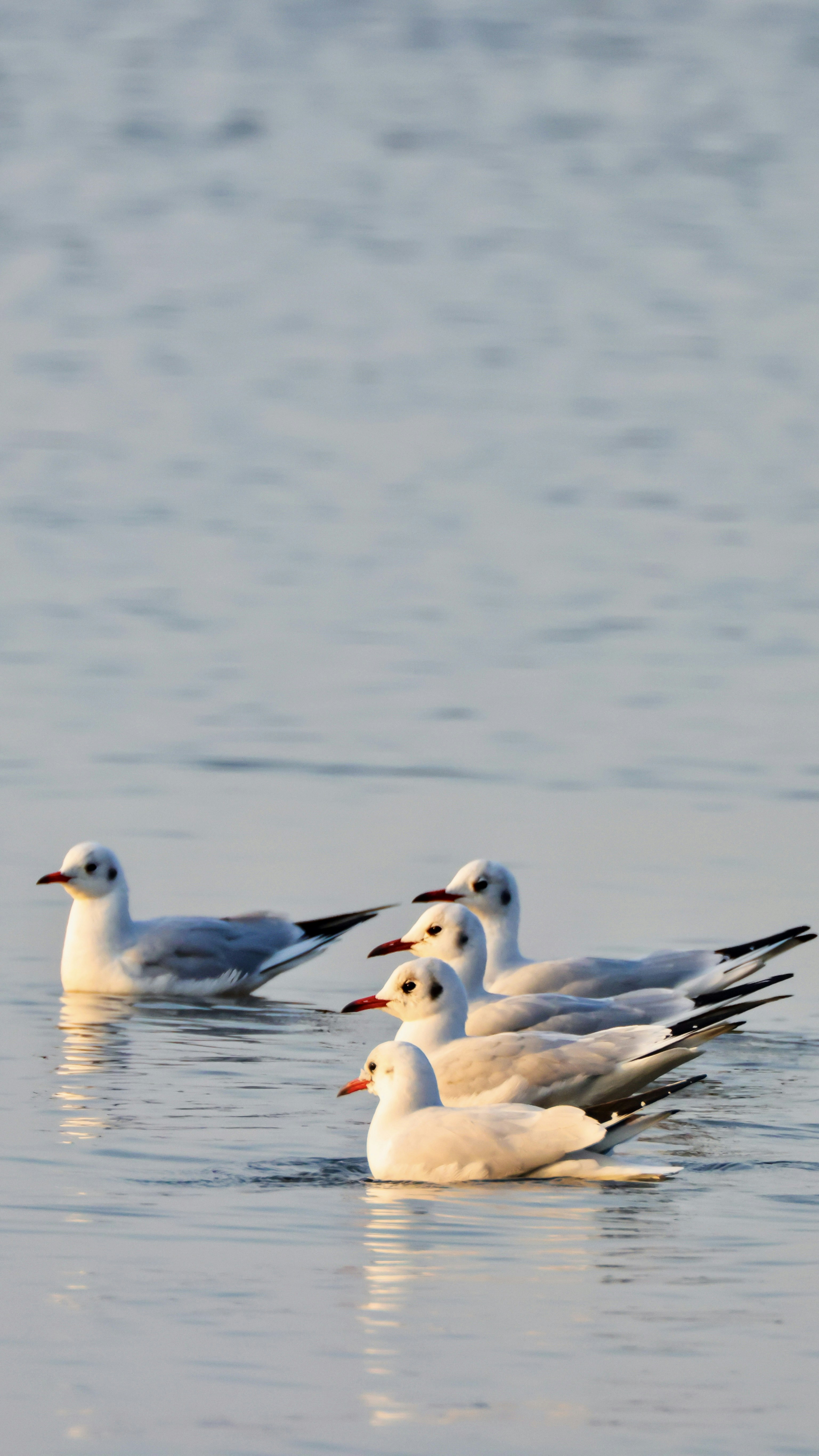 Photo by dickenslin76