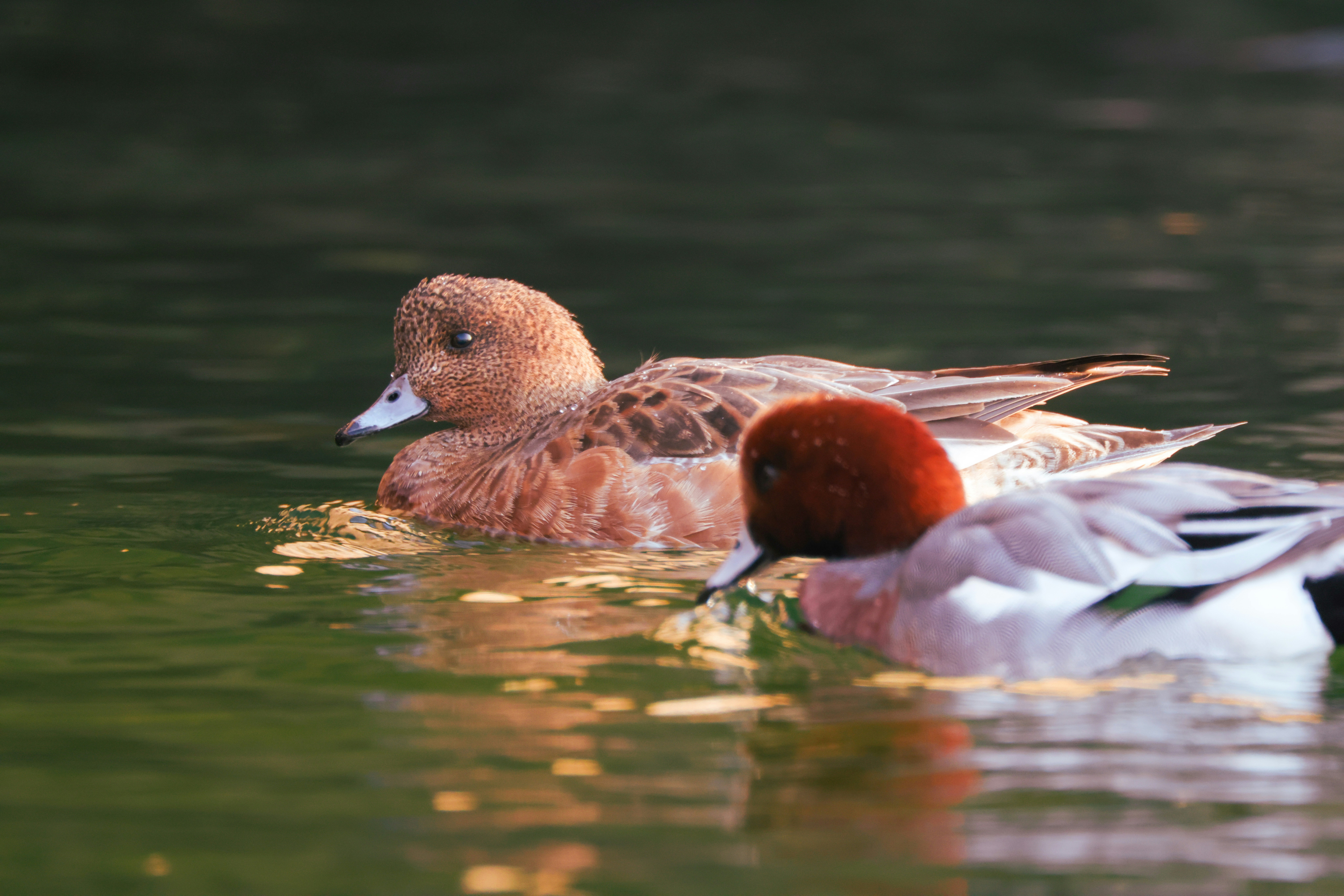 Photo by dickenslin76