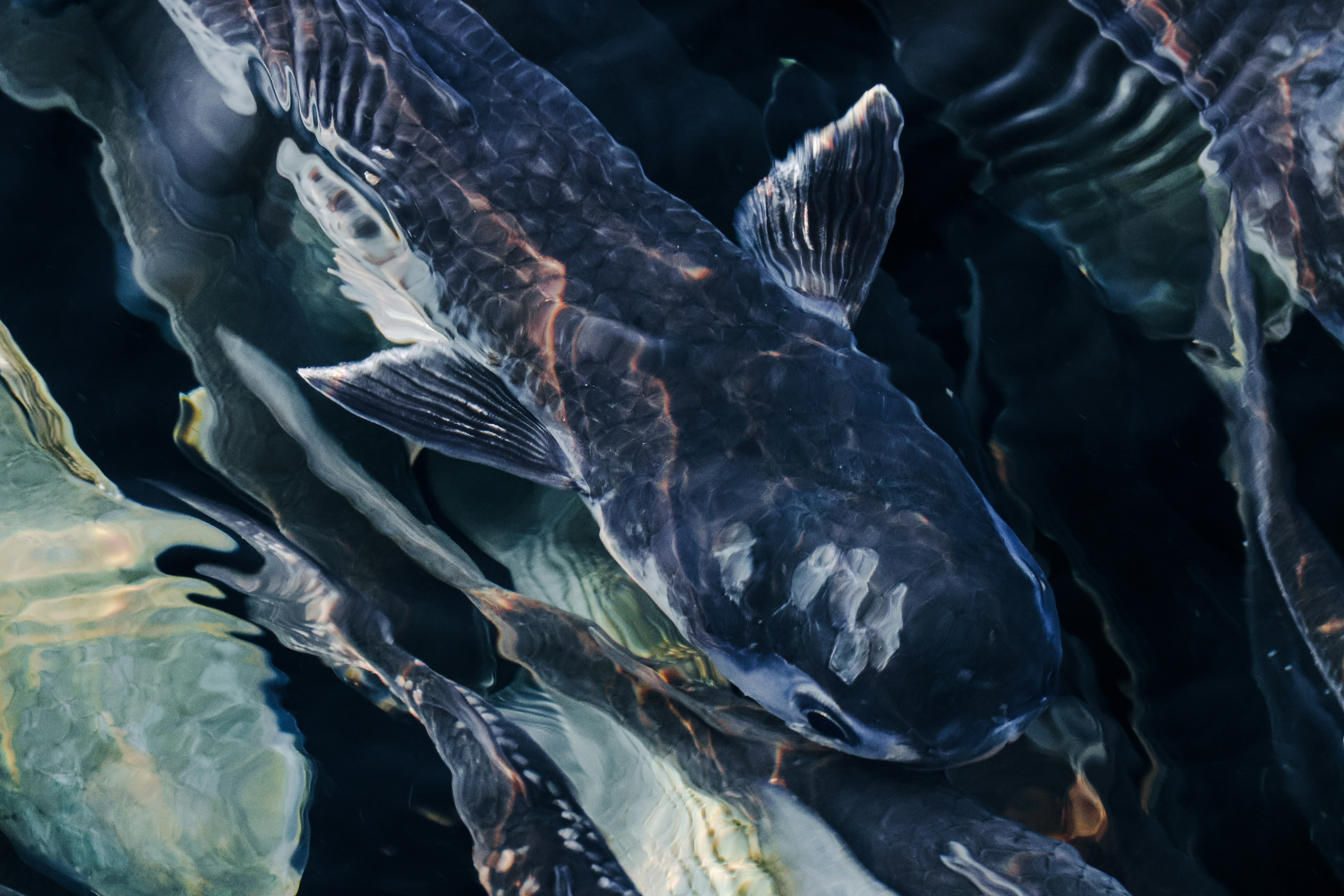 Photo by dickenslin76