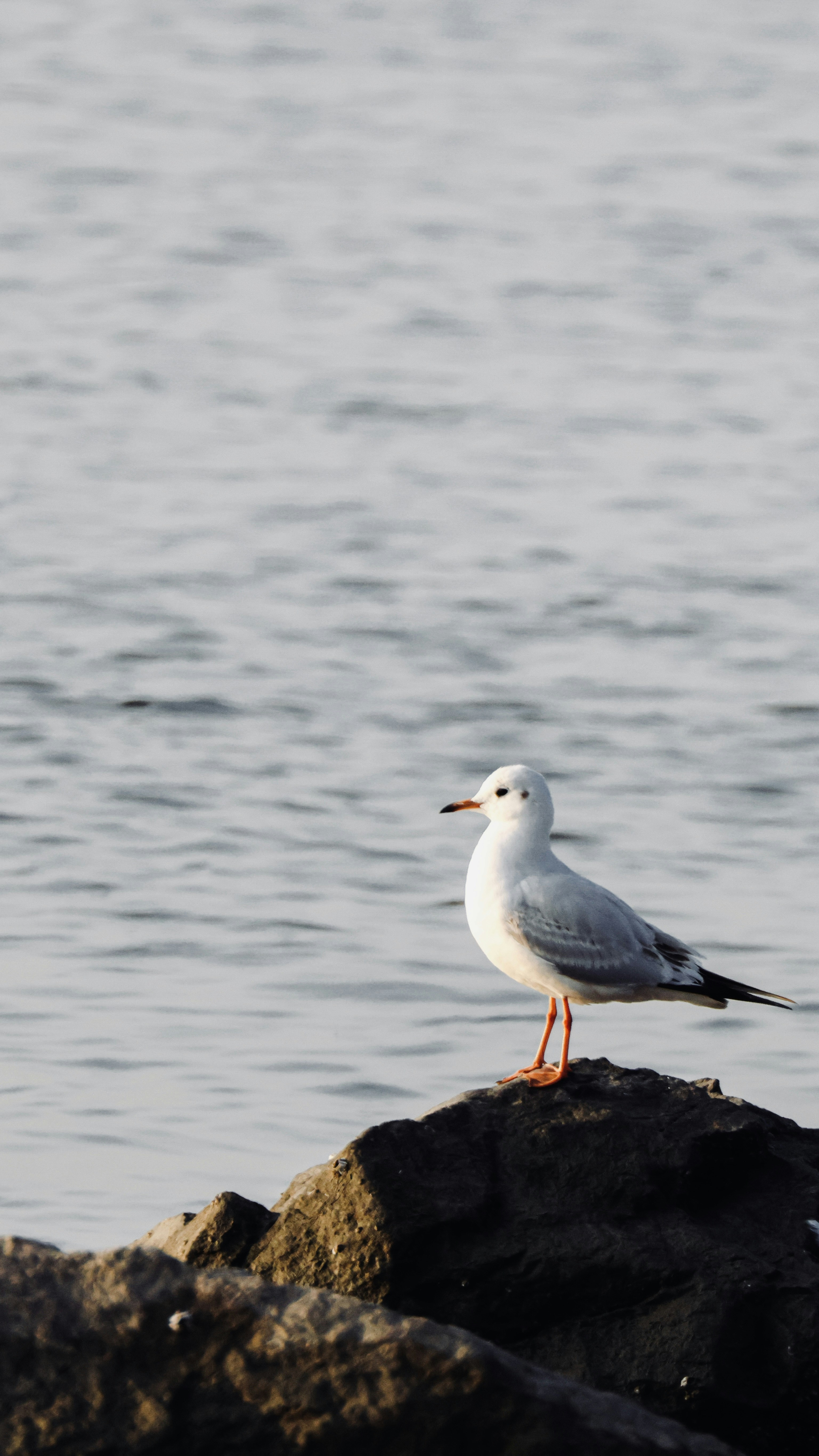 Photo by dickenslin76