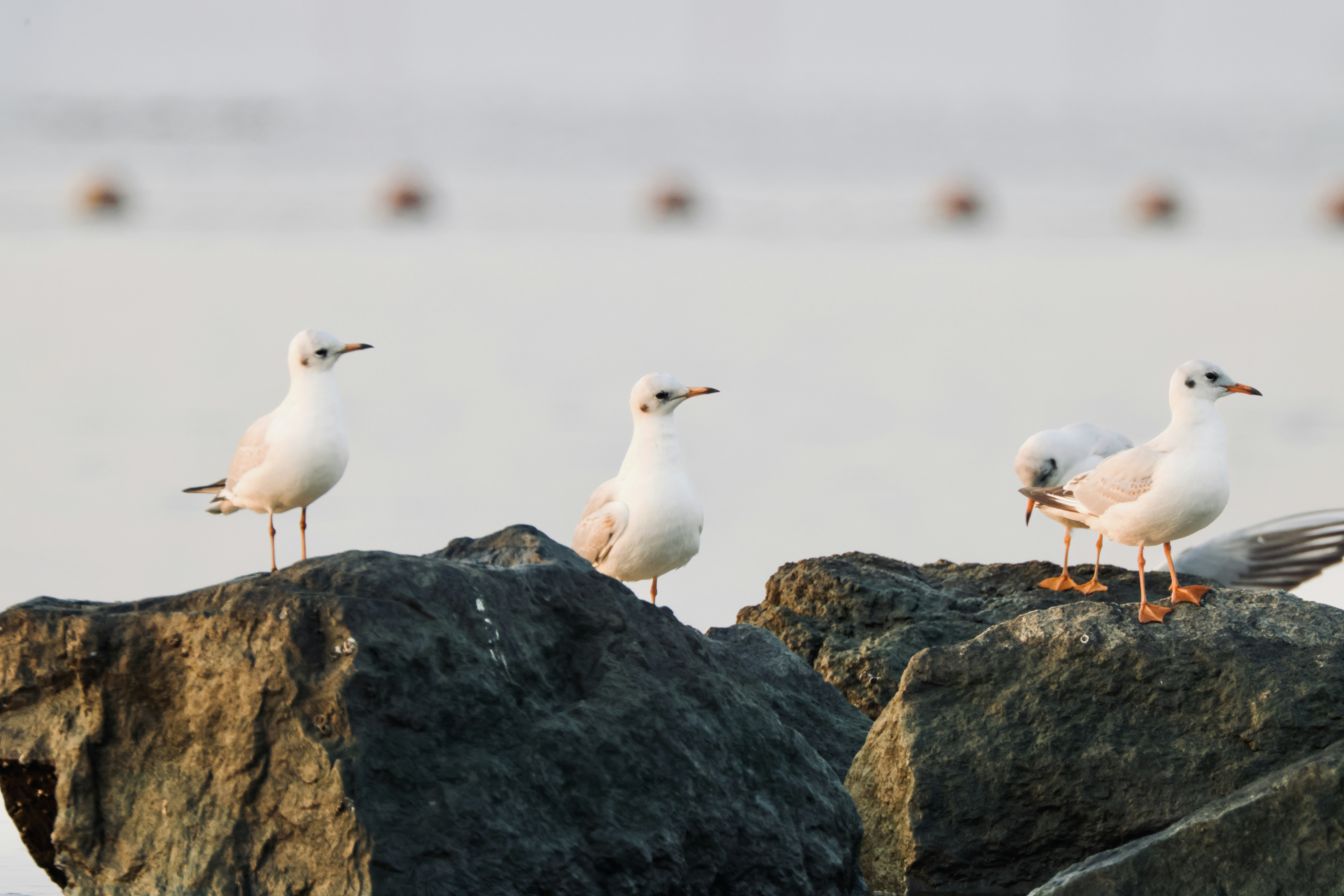 Photo by dickenslin76