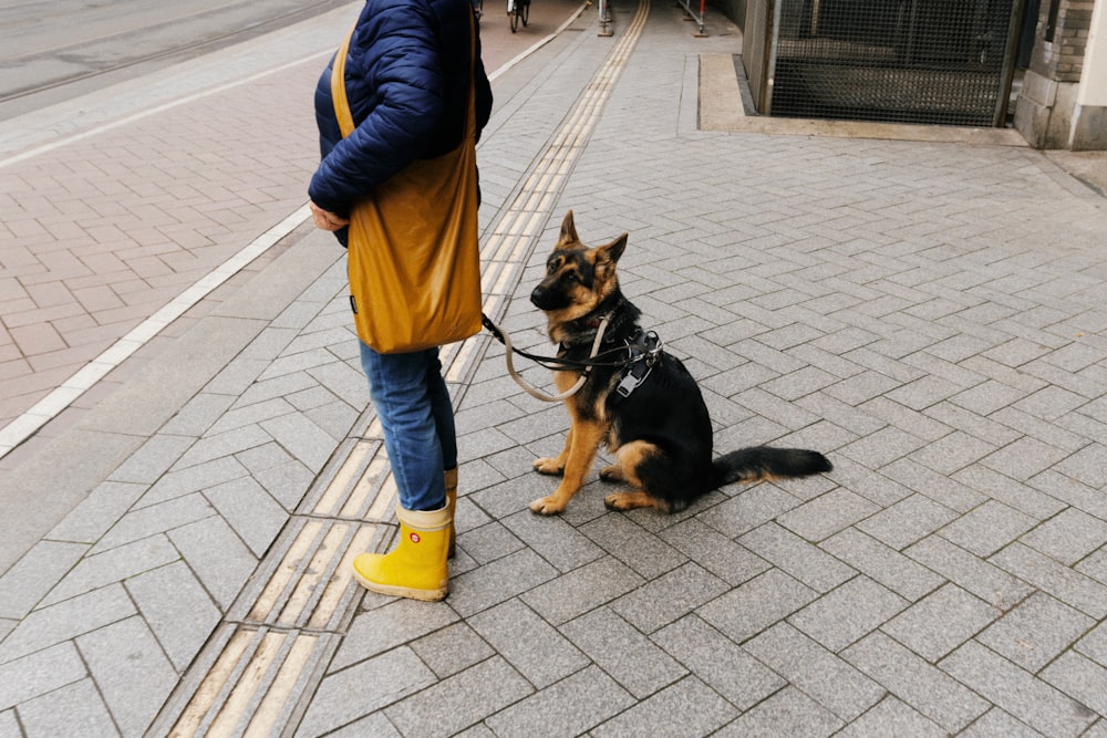 a person walking a dog on a leash