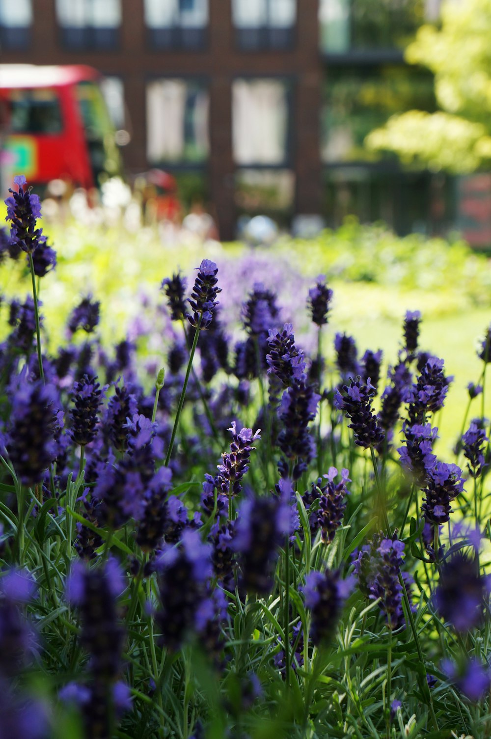 a field of purple flowers in front of a building