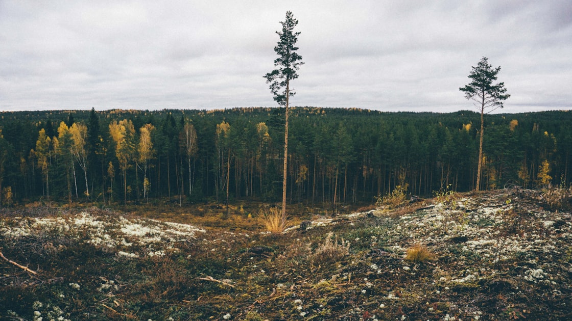 Viro syksyllä autolla — ruska, sienestys ja hiljainen Lahemaa - Estonia guide