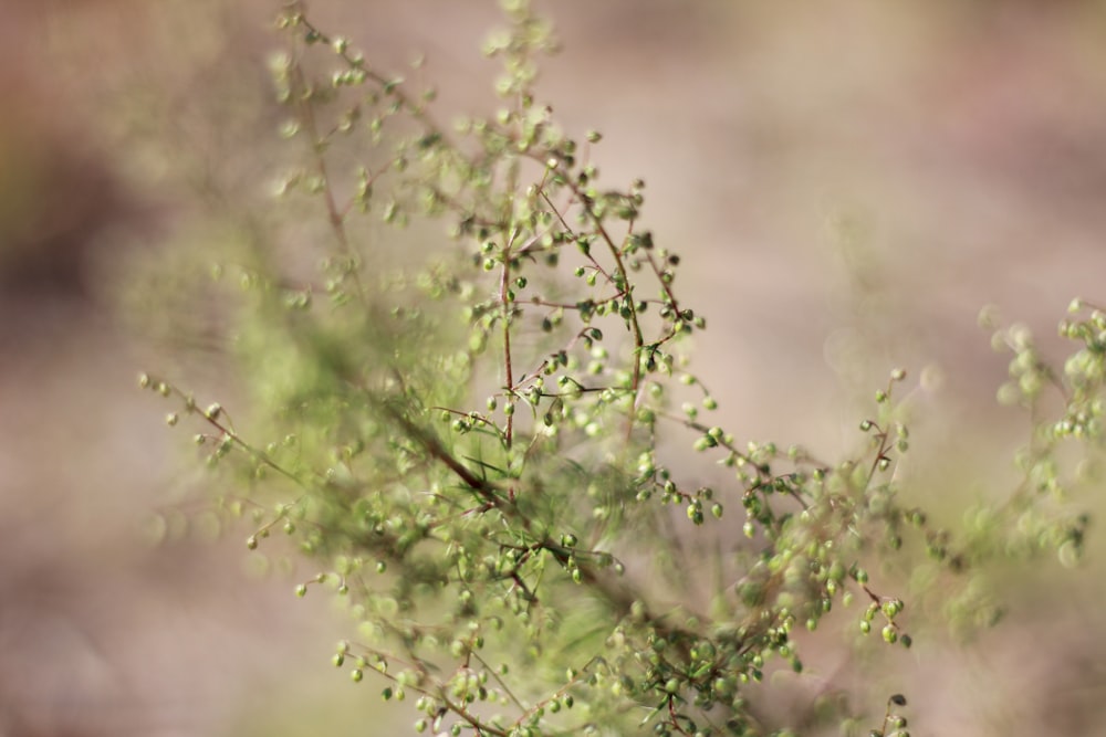 a close up of a plant with small leaves