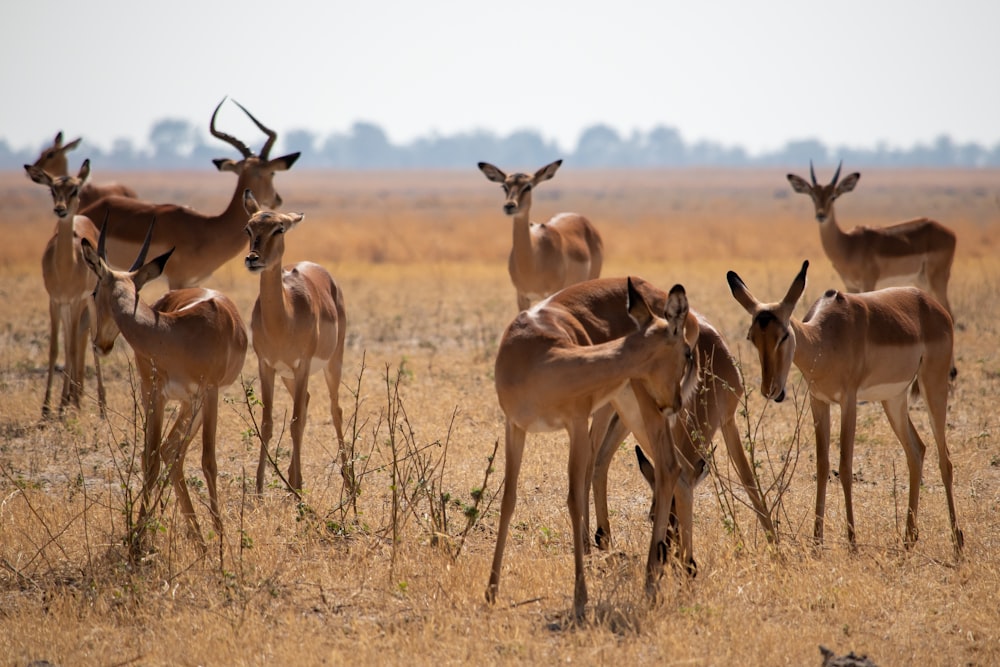 a herd of gazelle standing on top of a dry grass field