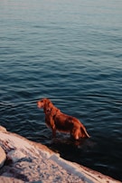 A brown dog stands in shallow water near the rocky shore of a large body of water. The light casts a warm glow on the dog's fur and the surrounding water, offering a tranquil and serene atmosphere.
